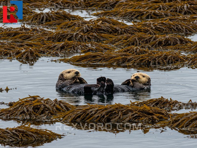 three-sea-otters-floating-in-kelp-reflecting-coastal-mountains
